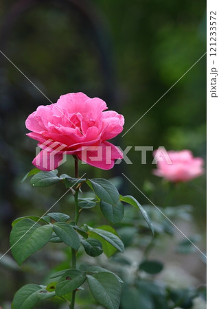 花の女王 花の女王 121233572