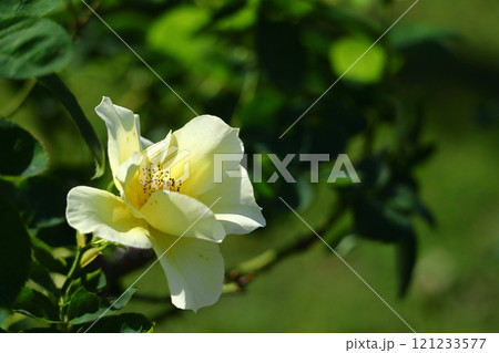 花の女王 花の女王 121233577