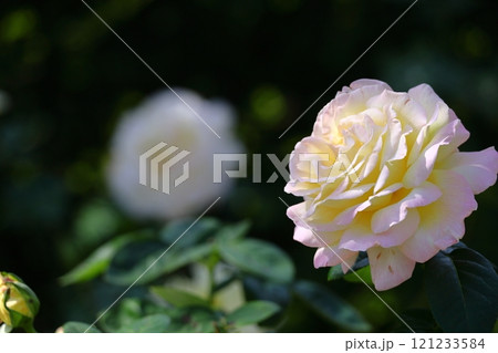 花の女王 121233584