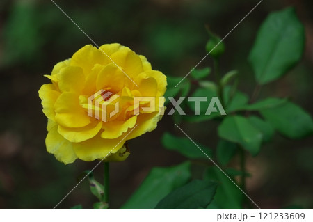 花の女王 121233609