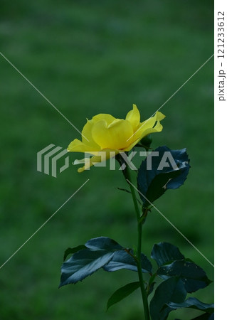 花の女王 121233612