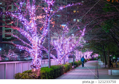 東京都品川区 目黒川のイルミネーション 東京都品川区 目黒川のイルミネーション 121233750