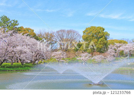 愛知県名古屋市、名城公園御深井池と桜の風景 121233766