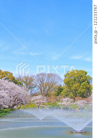 愛知県名古屋市、名城公園御深井池と桜の風景 121233767