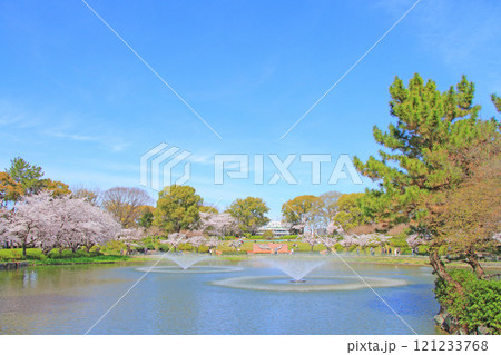 愛知県名古屋市、名城公園御深井池と桜の風景 愛知県名古屋市、名城公園御深井池と桜の風景 121233768