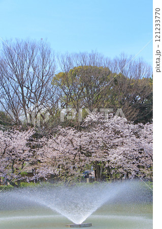 愛知県名古屋市、名城公園御深井池と桜の風景 愛知県名古屋市、名城公園御深井池と桜の風景 121233770