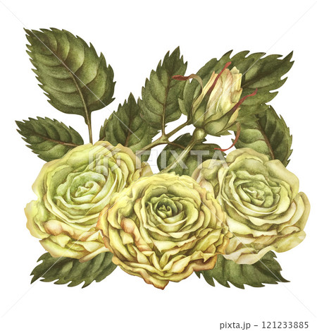 Floral bouquet of three yellow roses with buds, green leaves, isolated on a white background. Watercolor botanical illustration template for wedding, birthday, Valentine's day, poster, card, stickers 121233885