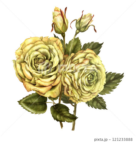 Two yellow roses with buds, green leaves in a bouquet, isolated on a white background. Watercolor botanical illustration template for wedding, birthday, Valentine's day, poster, postcard, stickers 121233888