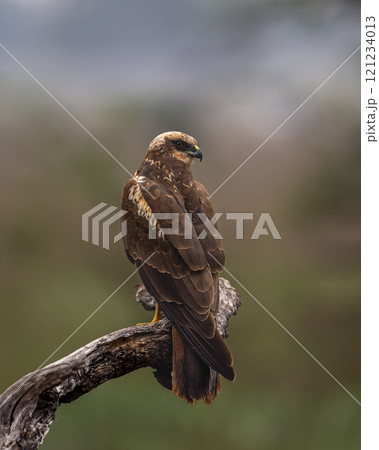 eurasian marsh harrier or Circus spilonotus portrait or closeup at keoladeo national park or bharatpur bird sanctuary rajasthan india large bird of prey perched with natural green background in winter eurasian marsh harrier or Circus spilonotus portrait or closeup at keoladeo national park or bharatpur bird sanctuary rajasthan india large bird of prey perched with natural green background in winter 121234013