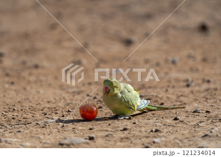 Rose ringed parakeet or ring necked parakeet or Psittacula krameri eating tomato with face expression in winter season safari at keoladeo national park forest bharatpur bird sanctuary rajasthan india Rose ringed parakeet or ring necked parakeet or Psittacula krameri eating tomato with face expression in winter season safari at keoladeo national park forest bharatpur bird sanctuary rajasthan india 121234014