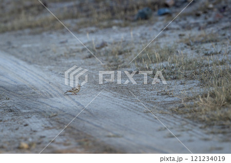 Crested lark or Galerida cristata bird on ground or forest trail during winter season safari at Tal Chhapar Sanctuary churu Rajasthan India Crested lark or Galerida cristata bird on ground or forest trail during winter season safari at Tal Chhapar Sanctuary churu Rajasthan India 121234019