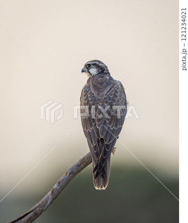 Laggar falcon or Falco jugger an angry and migratory bird Sitting on perch with green background during winter morning in an open grass field of tal chhapar blackbuck sanctuary rajasthan india asia Laggar falcon or Falco jugger an angry and migratory bird Sitting on perch with green background during winter morning in an open grass field of tal chhapar blackbuck sanctuary rajasthan india asia 121234021