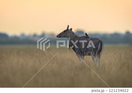 wild male nilgai or blue bull or Boselaphus tragocamelus at tal chhapar sanctuary churu rajasthan india asia. an asian antelope and black drongo bird sitting on back in golden hour winter sunset light wild male nilgai or blue bull or Boselaphus tragocamelus at tal chhapar sanctuary churu rajasthan india asia. an asian antelope and black drongo bird sitting on back in golden hour winter sunset light 121234022