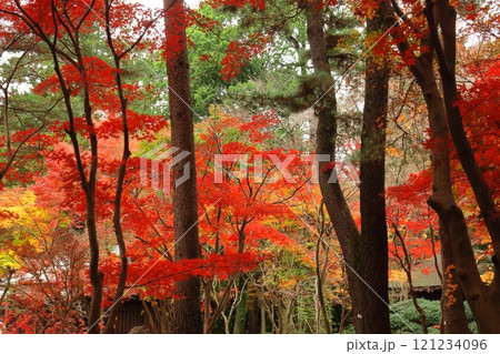 燃える秋 121234096