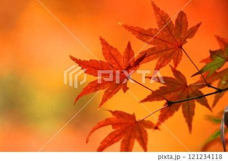 燃える秋 121234118