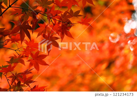 燃える秋 121234173