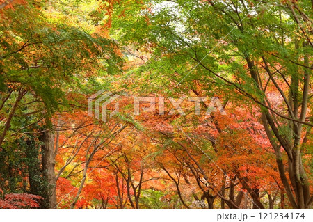 燃える秋 121234174