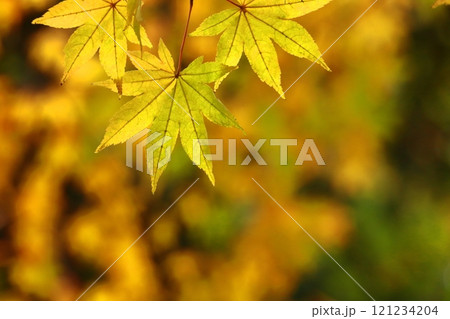 燃える秋 121234204