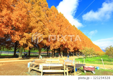 【滋賀県】マキノピックランドのメタセコイア並木の紅葉 121234328