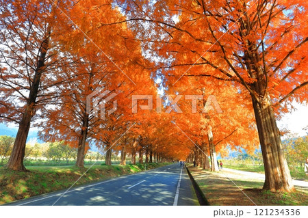 【滋賀県】マキノピックランドのメタセコイア並木の紅葉 121234336