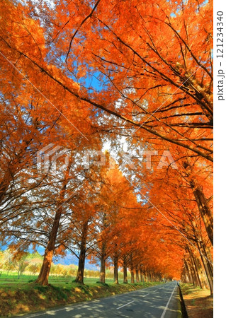 【滋賀県】マキノピックランドのメタセコイア並木の紅葉 121234340