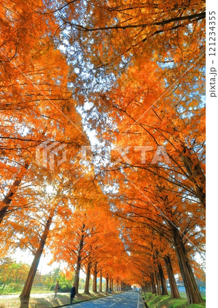 【滋賀県】マキノピックランドのメタセコイア並木の紅葉 121234355