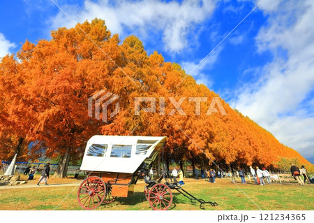 【滋賀県】マキノピックランドのメタセコイア並木の紅葉 121234365