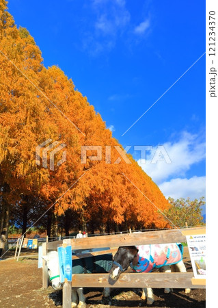 【滋賀県】マキノピックランドのメタセコイア並木の紅葉 【滋賀県】マキノピックランドのメタセコイア並木の紅葉 121234370