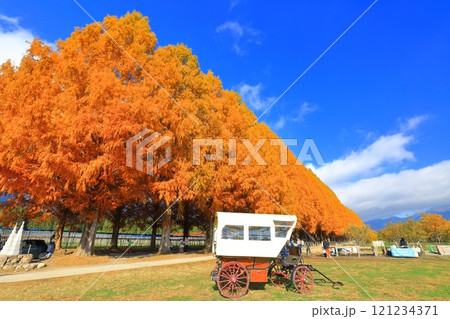 【滋賀県】マキノピックランドのメタセコイア並木の紅葉 【滋賀県】マキノピックランドのメタセコイア並木の紅葉 121234371