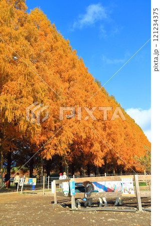 【滋賀県】マキノピックランドのメタセコイア並木の紅葉 121234375