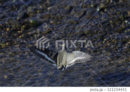 イソシギが飛ぶ水面の風景 121234431