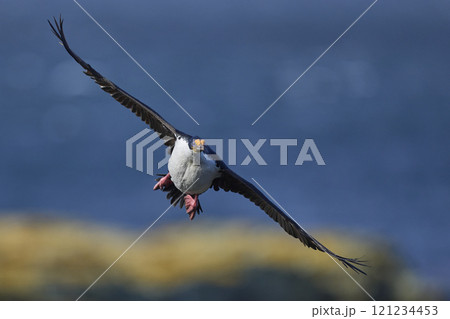 Imperial Shag in flight Imperial Shag in flight 121234453