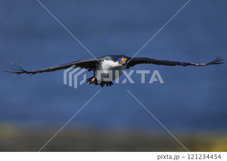 Imperial Shag in flight 121234454