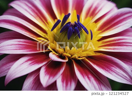 flower petals close up 121234527