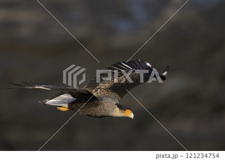 Crested Caracara in flight 121234754