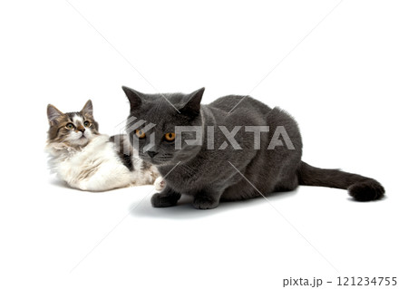 two cats lying on a white background 121234755