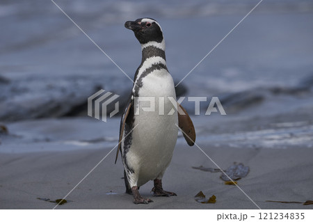 Magellanic penguin coming ashore Magellanic penguin coming ashore 121234835