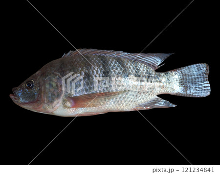 Fresh Tilapia (Oreochromis niloticus) Fish on Black Background 121234841