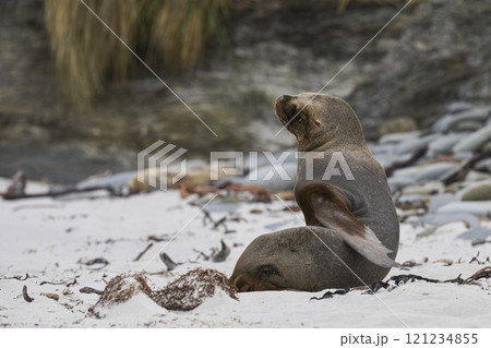 Southern Sea Lion 121234855
