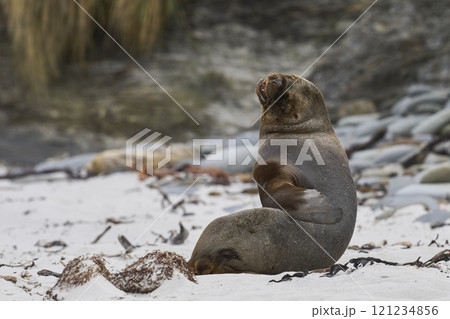 Southern Sea Lion 121234856