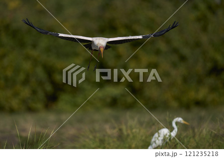 Yellow-billed Stork landing 121235218