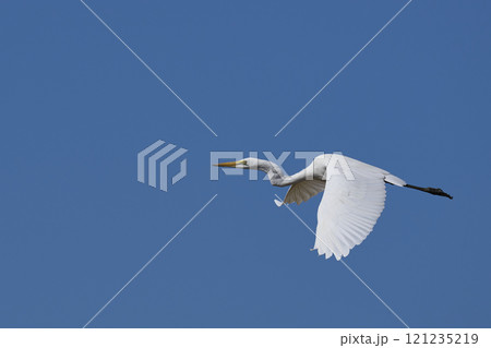 Great White Egret in flight 121235219