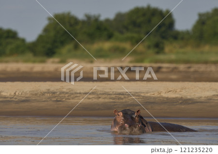 Hippopotamus  121235220