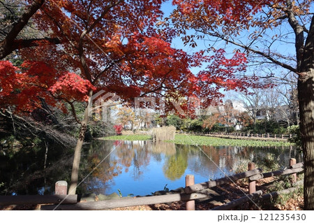 紅葉の菊名池公園(横浜市港北区) 紅葉の菊名池公園(横浜市港北区) 121235430