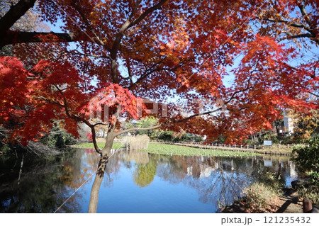 紅葉の菊名池公園（横浜市港北区） 121235432