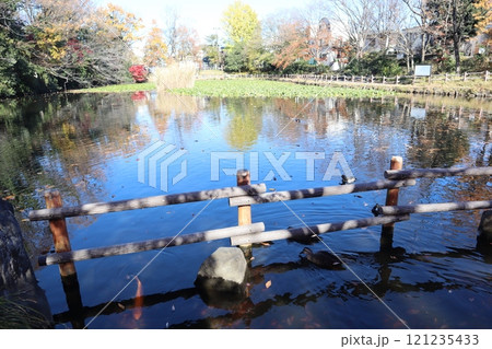 紅葉の菊名池公園（横浜市港北区） 121235433
