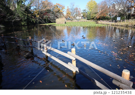 紅葉の菊名池公園（横浜市港北区） 121235438