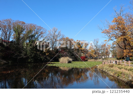 紅葉の菊名池公園(横浜市港北区) 紅葉の菊名池公園(横浜市港北区) 121235440