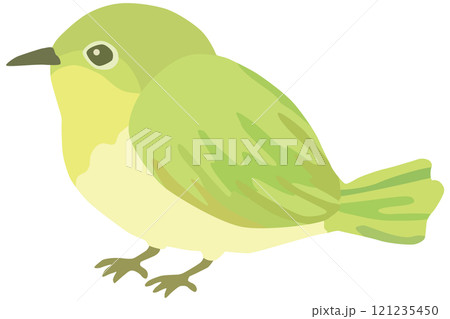 うぐいす 春 小鳥 ベクター素材 うぐいす 春 小鳥 ベクター素材 121235450