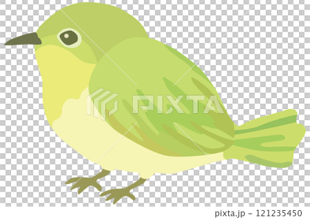 うぐいす 春 小鳥 ベクター素材 うぐいす 春 小鳥 ベクター素材 121235450